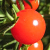 300 LARGE Red CHERRY TOMATO Lycopersicon Lycopersicum Fruit Vegetable Seeds