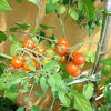 300 LARGE Red CHERRY TOMATO Lycopersicon Lycopersicum Fruit Vegetable Seeds
