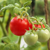 300 LARGE Red CHERRY TOMATO Lycopersicon Lycopersicum Fruit Vegetable Seeds