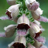 50 RUSTY FOXGLOVE Hummingbird Flower Digitalis Ferruginea Yellow Herald Seeds