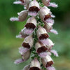 50 RUSTY FOXGLOVE Hummingbird Flower Digitalis Ferruginea Yellow Herald Seeds