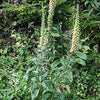50 RUSTY FOXGLOVE Hummingbird Flower Digitalis Ferruginea Yellow Herald Seeds