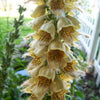 50 RUSTY FOXGLOVE Hummingbird Flower Digitalis Ferruginea Yellow Herald Seeds