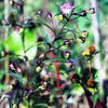 100 FALSE SLENDERLEAF FOXGLOVE Purple Gerardia Agalinis Tenuifolia Flower Seeds