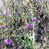 100 FALSE SLENDERLEAF FOXGLOVE Purple Gerardia Agalinis Tenuifolia Flower Seeds