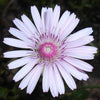 25 PINK HAWKSBEARD Crepis Rubra Flower Seeds Everlasting Daisy Two Tone Double