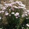 25 PINK HAWKSBEARD Crepis Rubra Flower Seeds Everlasting Daisy Two Tone Double
