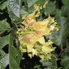 5 AMERICAN HAZELNUT TREE aka Filbert Corylus Americana Fruit Nut Seeds