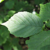 5 AMERICAN HAZELNUT TREE aka Filbert Corylus Americana Fruit Nut Seeds