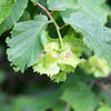 5 AMERICAN HAZELNUT TREE aka Filbert Corylus Americana Fruit Nut Seeds