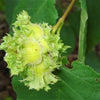 5 AMERICAN HAZELNUT TREE aka Filbert Corylus Americana Fruit Nut Seeds