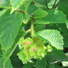 5 AMERICAN HAZELNUT TREE aka Filbert Corylus Americana Fruit Nut Seeds