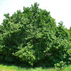 5 AMERICAN HAZELNUT TREE aka Filbert Corylus Americana Fruit Nut Seeds