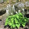 20 SUGAR SCOOP FOAMFLOWER White Tiarella Trifoliata Laceflower Flower Seeds