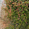 10 FIRECRACKER VINE Flower Mina Lobata Exotic Love Spanish Flag Ipomoea Seeds