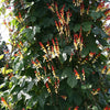 10 FIRECRACKER VINE Flower Mina Lobata Exotic Love Spanish Flag Ipomoea Seeds