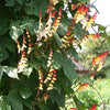 10 FIRECRACKER VINE Flower Mina Lobata Exotic Love Spanish Flag Ipomoea Seeds