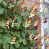 10 FIRECRACKER VINE Flower Mina Lobata Exotic Love Spanish Flag Ipomoea Seeds