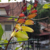 10 FIRECRACKER VINE Flower Mina Lobata Exotic Love Spanish Flag Ipomoea Seeds
