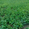150 MUNG BEAN Moong Sprouts Golden Gram Green Vigna Radiata Vegetable Seeds