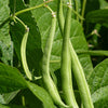 50 BURPEE STRINGLESS Green Pod BEAN French Phaseolus Vulgaris Vegetable Seeds