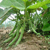 50 BURPEE STRINGLESS Green Pod BEAN French Phaseolus Vulgaris Vegetable Seeds