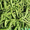 50 BURPEE STRINGLESS Green Pod BEAN French Phaseolus Vulgaris Vegetable Seeds