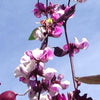 10 Ruby Moon HYACINTH BEAN Lablab Purpureus Blue Purple White Flower Ornamental Vine Seeds