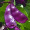 10 Ruby Moon HYACINTH BEAN Lablab Purpureus Blue Purple White Flower Ornamental Vine Seeds