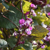 10 Ruby Moon HYACINTH BEAN Lablab Purpureus Blue Purple White Flower Ornamental Vine Seeds