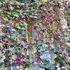 10 Ruby Moon HYACINTH BEAN Lablab Purpureus Blue Purple White Flower Ornamental Vine Seeds