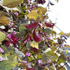 10 Ruby Moon HYACINTH BEAN Lablab Purpureus Blue Purple White Flower Ornamental Vine Seeds