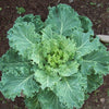 1000 PREMIER KALE Early Hanover Brassica Oleracea Greens Vegetable Seeds