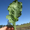 1000 HANOVER SALAD Spring KALE Smooth Siberian Brassica Napus Vegetable Seeds