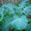 1000 HANOVER SALAD Spring KALE Smooth Siberian Brassica Napus Vegetable Seeds