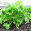 2000 Cutting LEAF CELERY Apium Graveolens European Chinese Herb Seeds