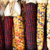 50 Indian MINI MIX CORN Miniature 4" Ears Ornamental Zea Mays Vegetable Seeds
