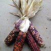 50 Indian MINI MIX CORN Miniature 4" Ears Ornamental Zea Mays Vegetable Seeds