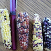 50 Indian MINI MIX CORN Miniature 4" Ears Ornamental Zea Mays Vegetable Seeds