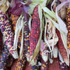 50 Indian MINI MIX CORN Miniature 4" Ears Ornamental Zea Mays Vegetable Seeds