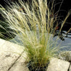 25 MEXICAN FEATHER GRASS Pony Tails Ornamental Stipa Tenuissima Seeds Wind Whisp