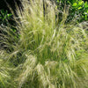 25 MEXICAN FEATHER GRASS Pony Tails Ornamental Stipa Tenuissima Seeds Wind Whisp