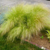 25 MEXICAN FEATHER GRASS Pony Tails Ornamental Stipa Tenuissima Seeds Wind Whisp