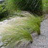 25 MEXICAN FEATHER GRASS Pony Tails Ornamental Stipa Tenuissima Seeds Wind Whisp