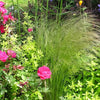 25 MEXICAN FEATHER GRASS Pony Tails Ornamental Stipa Tenuissima Seeds Wind Whisp