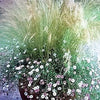 25 MEXICAN FEATHER GRASS Pony Tails Ornamental Stipa Tenuissima Seeds Wind Whisp