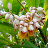 5 KAT GINGER Pink & Yellow Shell Alpinia Katsumadai Hayata Flower Herb Seeds