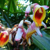 5 KAT GINGER Pink & Yellow Shell Alpinia Katsumadai Hayata Flower Herb Seeds