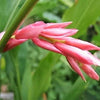 5 KAT GINGER Pink & Yellow Shell Alpinia Katsumadai Hayata Flower Herb Seeds