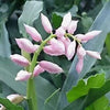 5 KAT GINGER Pink & Yellow Shell Alpinia Katsumadai Hayata Flower Herb Seeds